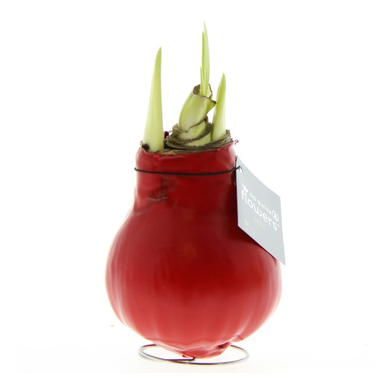 Amaryllis bulb in gift box - Image 11